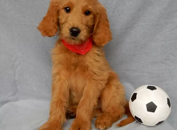 Goldendoodle puppy named Santa MEDIUM from Puppy Love Paradise