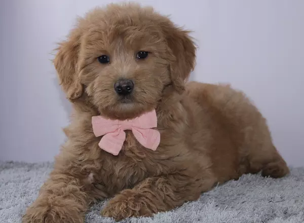 Goldendoodle puppy named Anisa from Lighthouse Puppies LLC