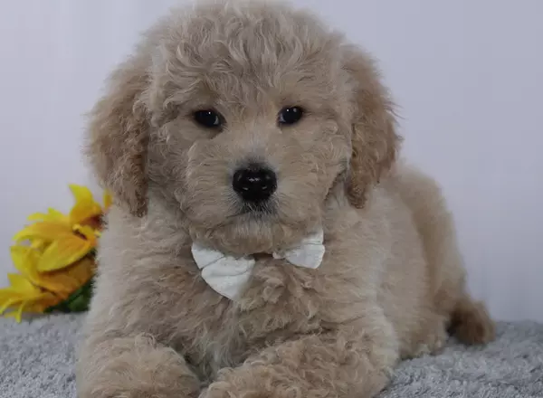 Goldendoodle puppy named Arnold from Lighthouse Puppies LLC
