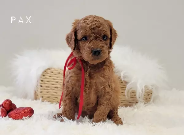 Goldendoodle puppy named PAX from Little Paws LLC