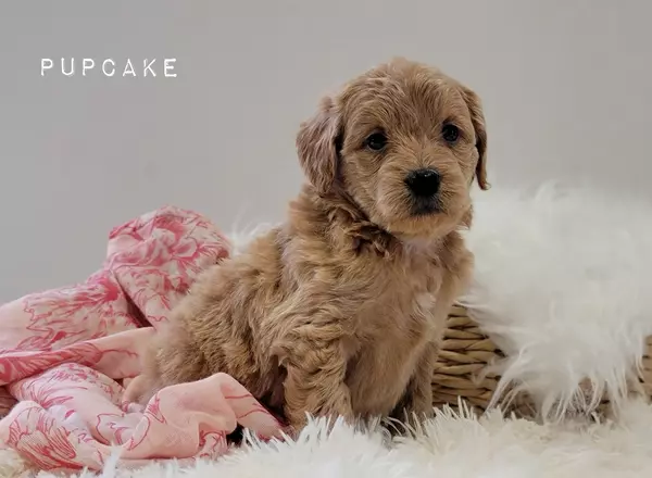 Goldendoodle puppy named PUPCAKE from Little Paws LLC