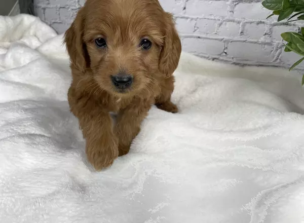 Goldendoodle puppy named Olivia from Ohiopuppypaws