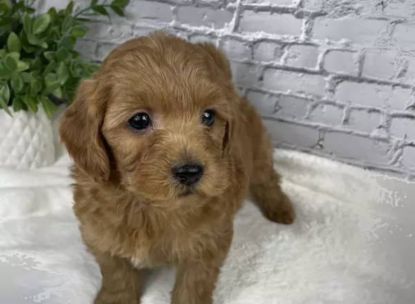 Goldendoodle puppy named Oscar from Ohiopuppypaws