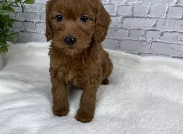 Goldendoodle puppy named Oakley from Ohiopuppypaws