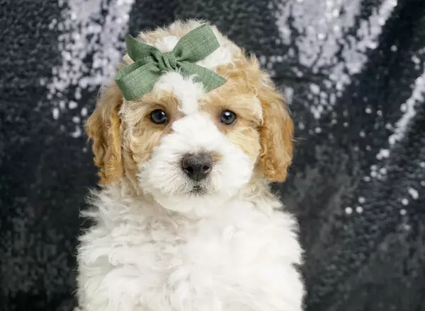 Goldendoodle puppy named Voomer from Posh Puppies Indiana