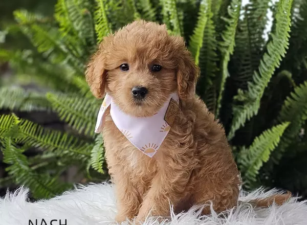 Goldendoodle puppy named NASH from Little Paws LLC