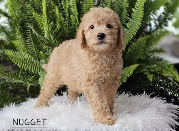 Goldendoodle puppy named NUGGET from Little Paws LLC