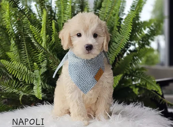 Goldendoodle puppy named NAPOLI from Little Paws LLC