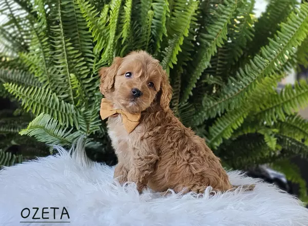 Goldendoodle puppy named OZETA from Little Paws LLC