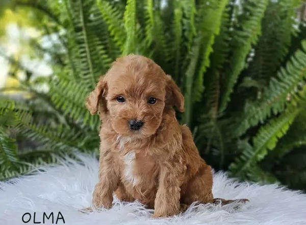 Goldendoodle puppy named OLMA from Little Paws LLC