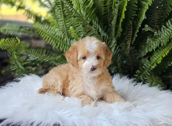 Goldendoodle puppy named OFELIA from Little Paws LLC