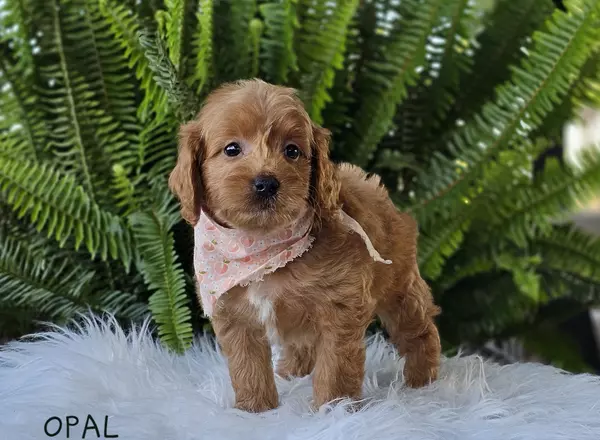 Goldendoodle puppy named OPAL from Little Paws LLC