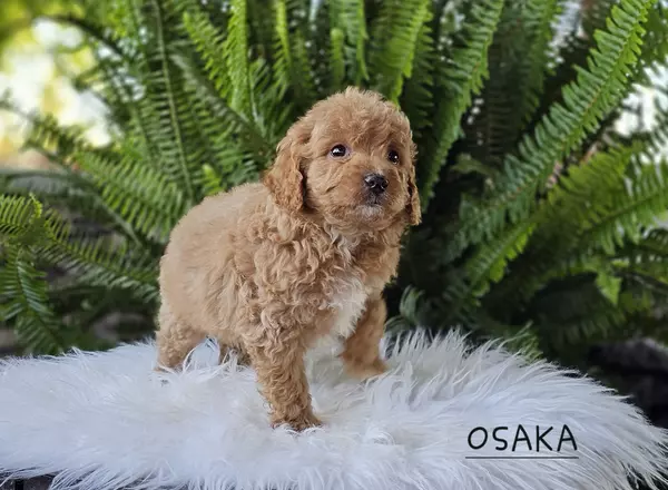 Goldendoodle puppy named OSAKA from Little Paws LLC
