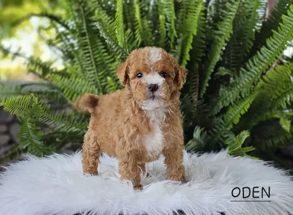 Goldendoodle puppy named ODEN from Little Paws LLC