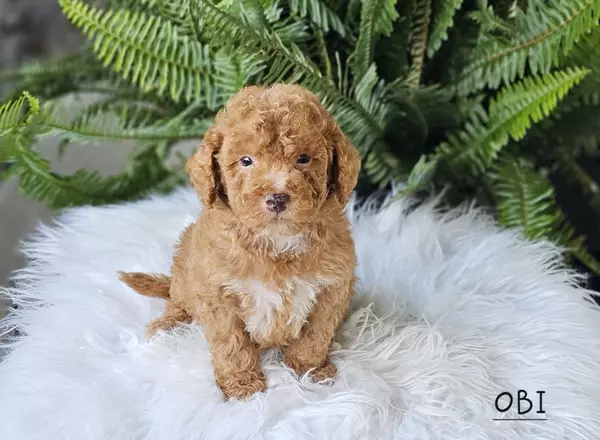 Goldendoodle puppy named OBI from Little Paws LLC