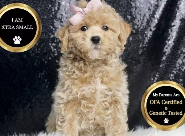 Goldendoodle puppy named Mitzi from Posh Puppies Indiana