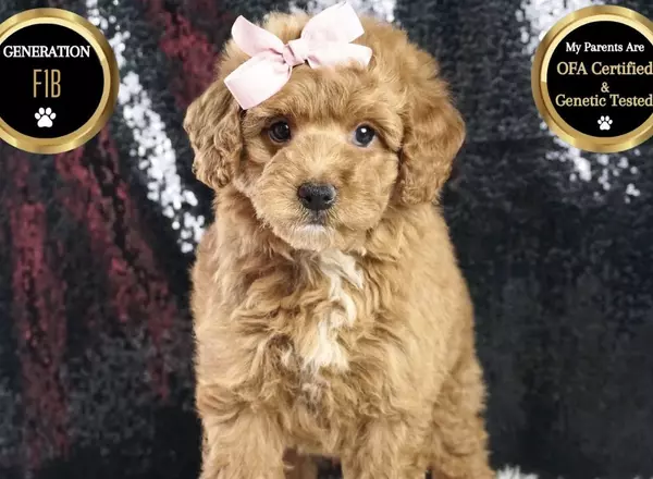 Goldendoodle puppy named Lady from Posh Puppies Indiana