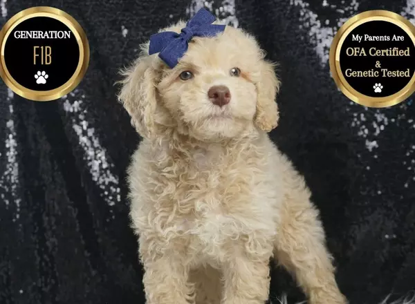 Goldendoodle puppy named Cohen from Posh Puppies Indiana