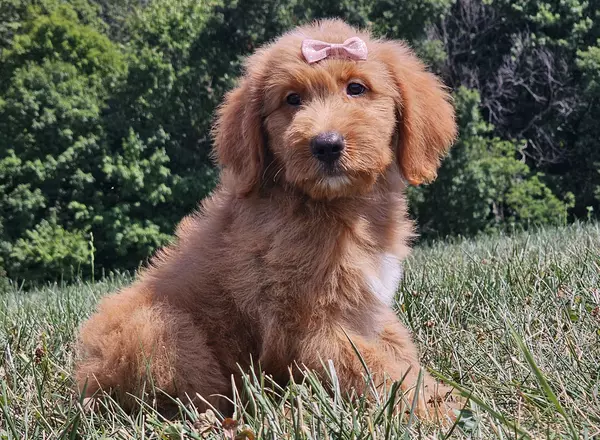 Goldendoodle puppy named Freda from Puppy Lodge