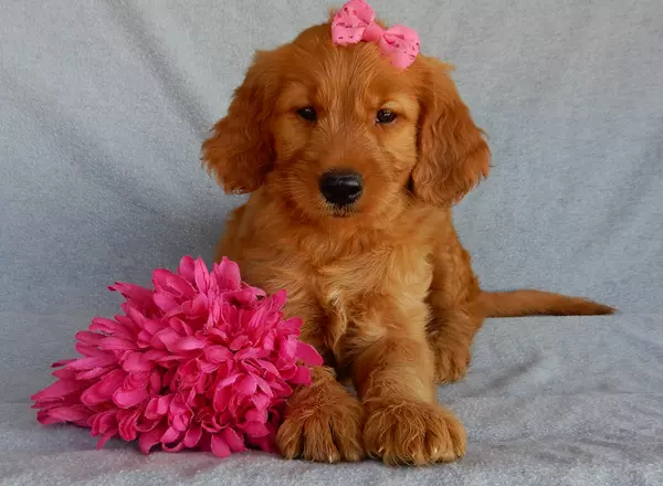 Goldendoodle puppy named Honey (medium) from Puppy Love Paradise