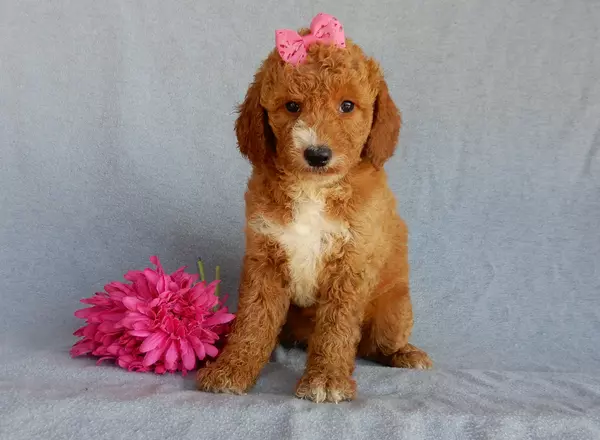 Goldendoodle puppy named Janie (medium) from Puppy Love Paradise