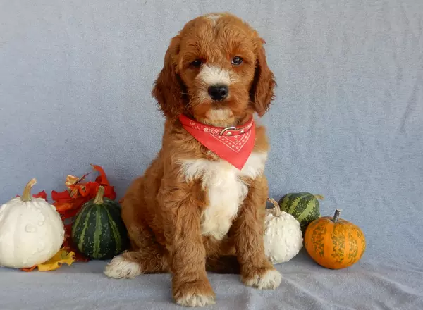 Goldendoodle puppy named Scout (medium) from Puppy Love Paradise