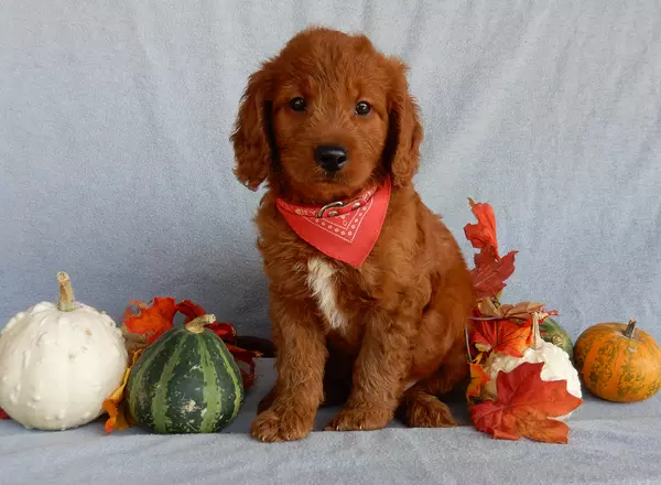 Goldendoodle puppy named Miles (medium) from Puppy Love Paradise