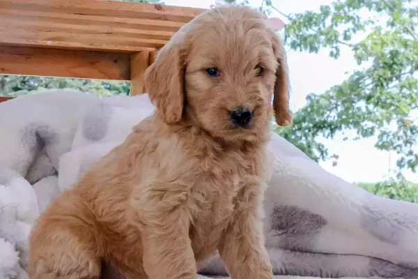 young cream colored doodle puppy