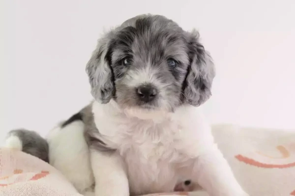 blue merle puppy sitting on a blanket