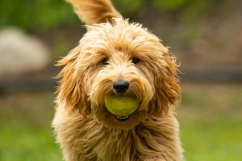 goldendoodle playing in park with ball