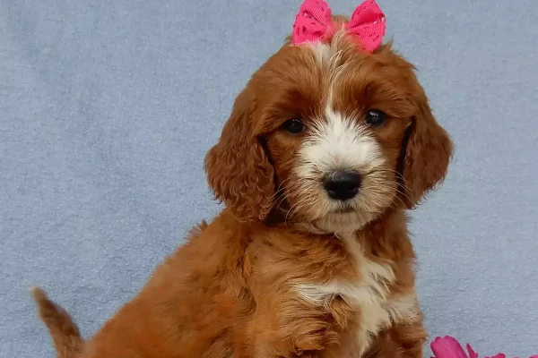 multicolored goldendoodle puppy