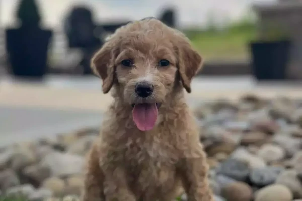 young puppy sitting on rock bed